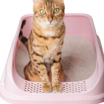 Cat Litter Tray - Pink