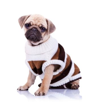 Winter Wear for Dogs