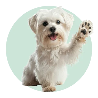 Dogs Pet
