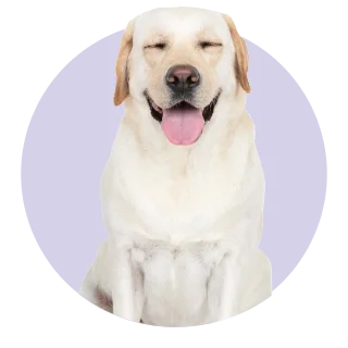 labrador-dog