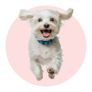 shih-tzu